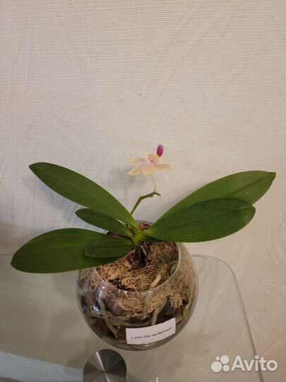 Орхидея фаленопсис Lucky star