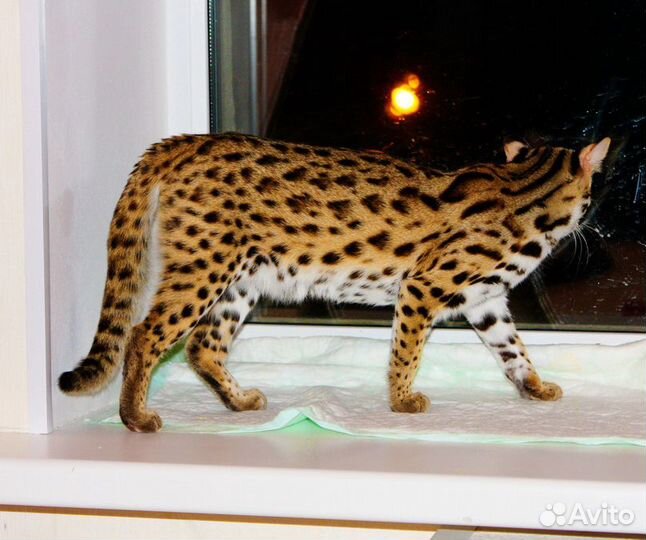Люция азиатская леопардовая кошка