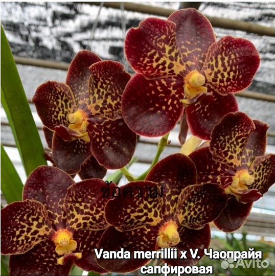 Экзотические растения