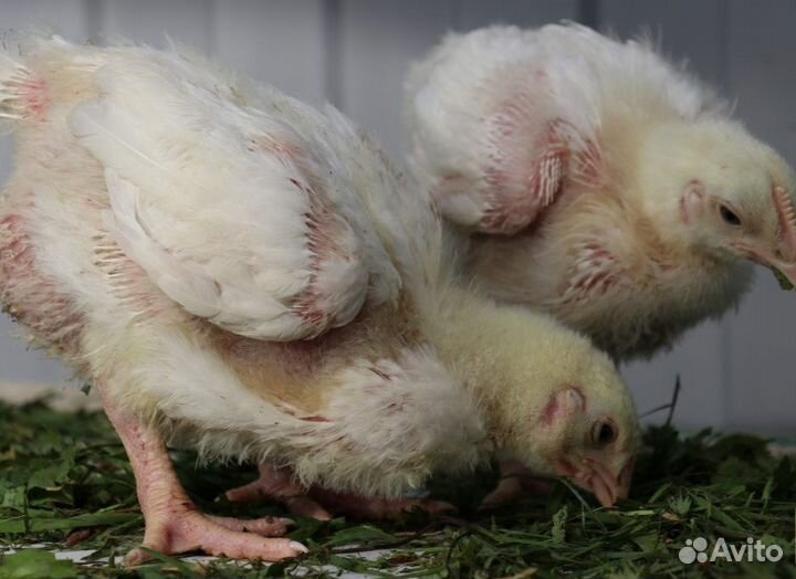 Цыплята бройлер/1-35д/Куры несушки 5 пород молодые