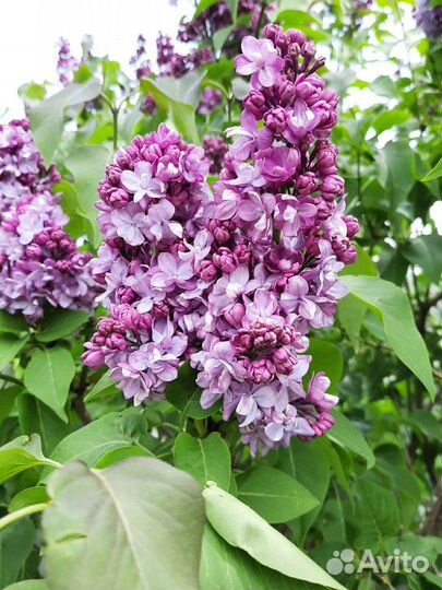 Сирень махровая