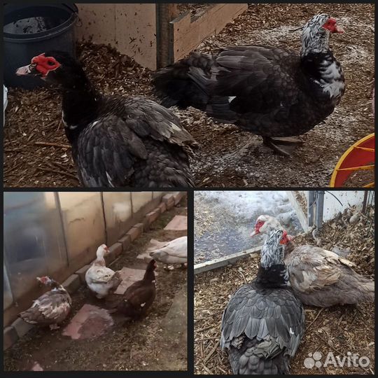 Инкуб яйцо шёлковых кур и мускусных уток, утята