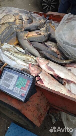 Живая рыба. Толстолобик, карп. Малек карпа