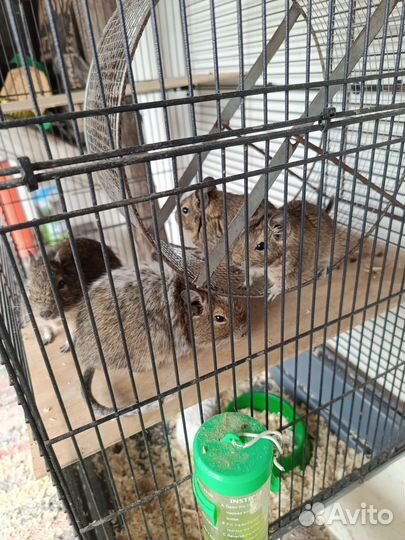 Чилийская белка дегу