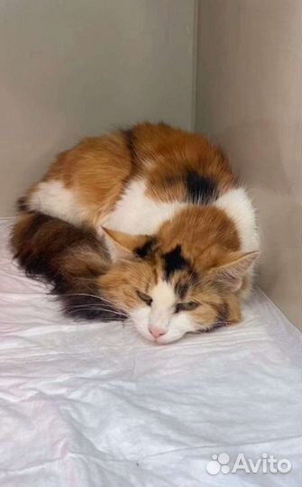 Кошка в дар бесплатно