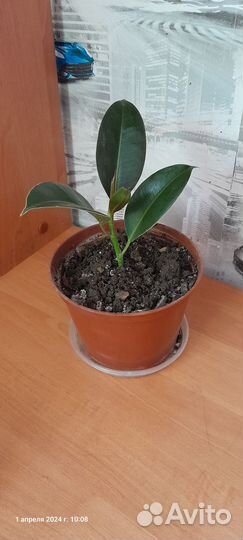 Фикус каучуконосный