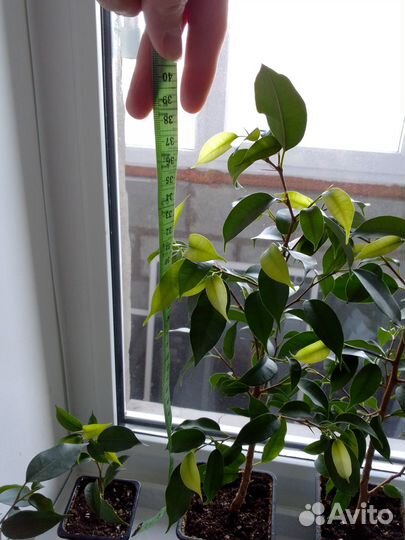 Фикус бенджамина