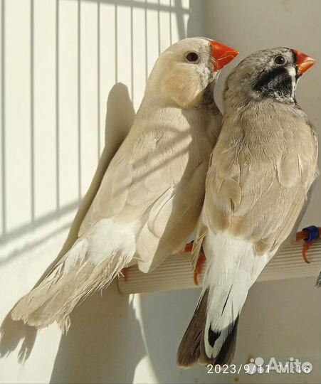 Амадины зебровые и японский