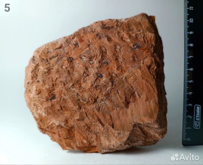 Палеонтология окаменелость Стигмарии