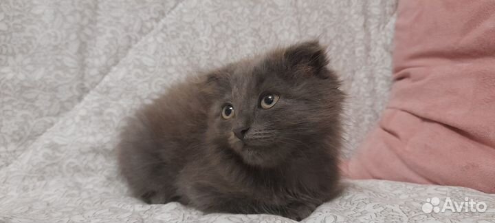 Отдам вислоухого котенка в хорошие руки