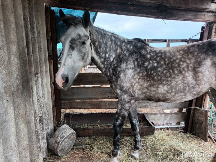 Продам кобылу