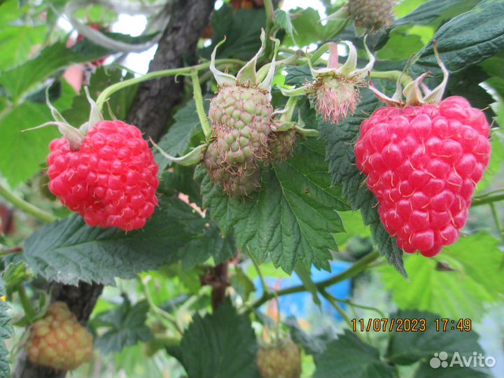 Саженцы чёрной смородины, малины