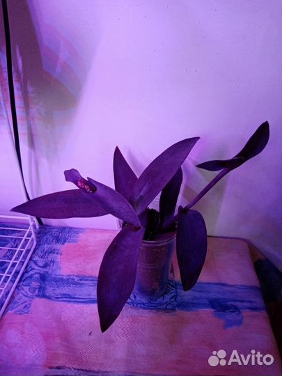 Традесканция пурпурная