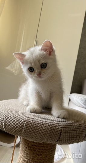 Шотландский котик - ns 11