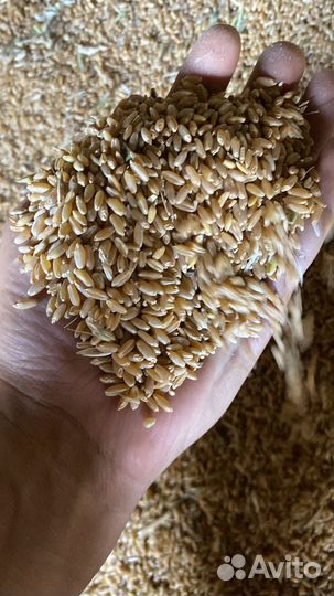 Яровая твердая пшеница