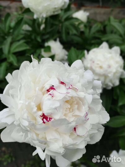 Пион белый махровый, очень красивый