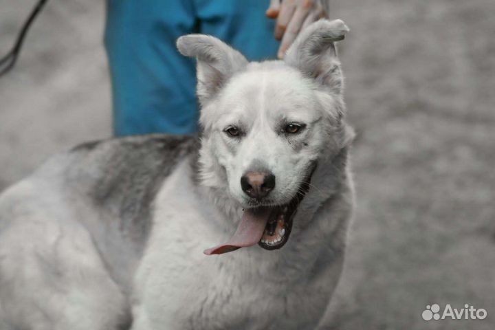 Собака. Мишка.Красавец. В добрые ручки