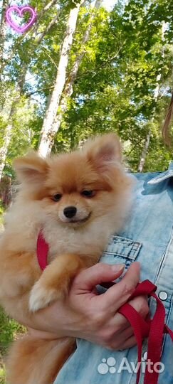 Померанский шпиц девочка