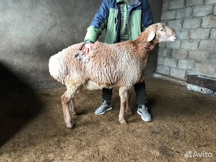 Баранчики гиссарской породы