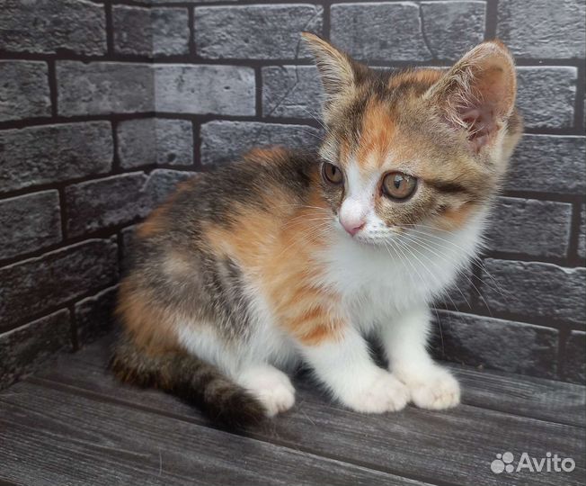 Отдам в добрые руки