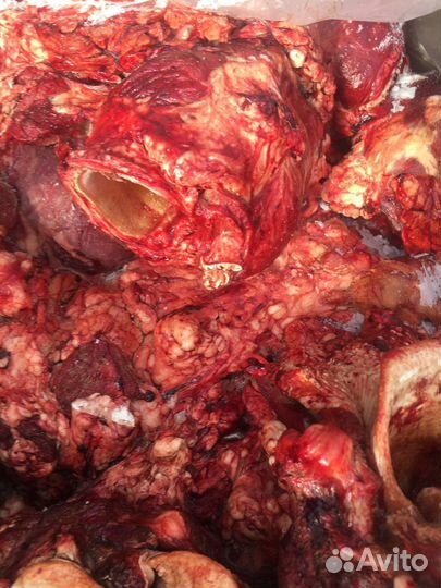 Корм для собак