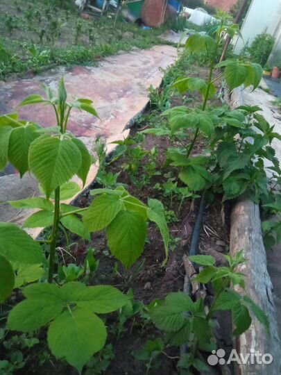 Ежевика сорта Флинт