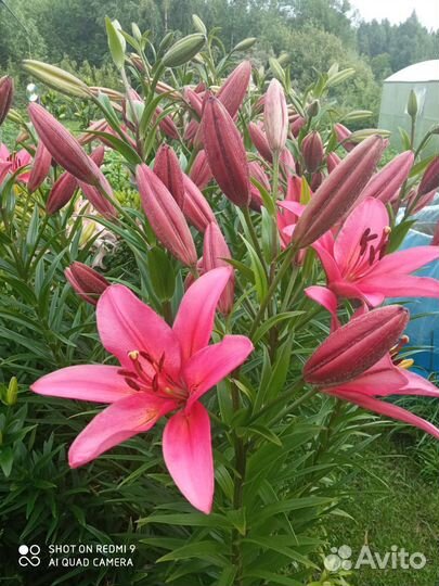 Лилии луковицы