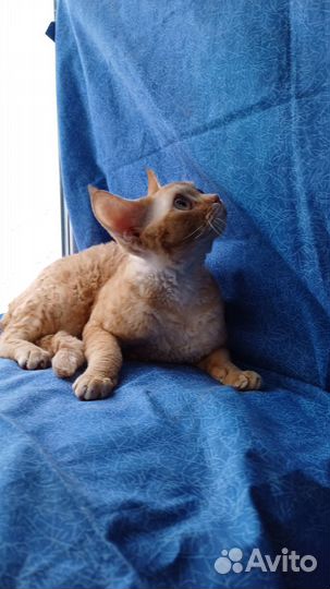 Коты подрощенные