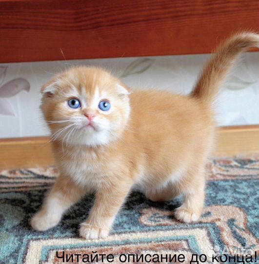 Кошка и котята