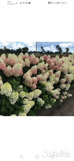 Гортензия метельчатая черенки