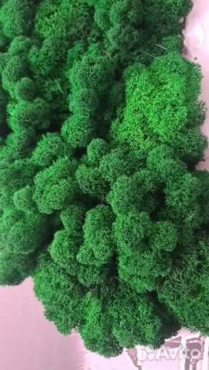 Стабилизированный мох ягель для декора стен