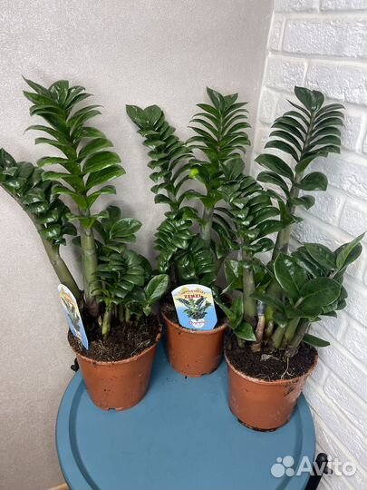 Замиокулькас зензи комнатные цветы