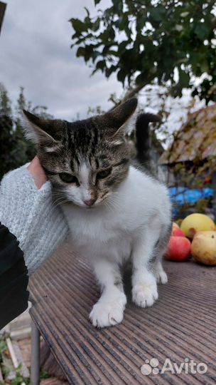 Котята в добрые руки(мальчики)