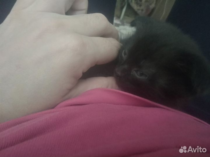 Кошка