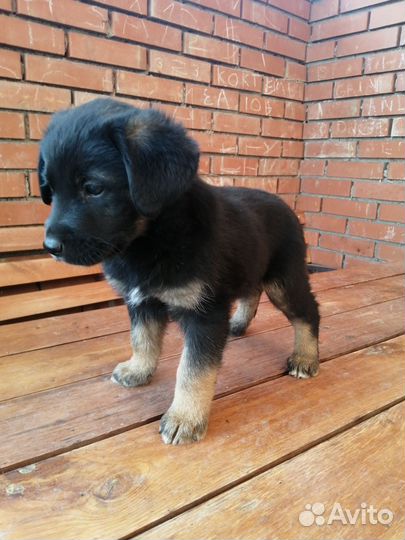 Щенки лабрадора