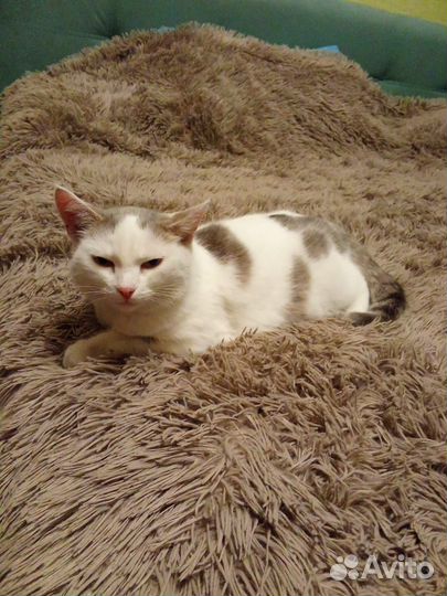 Найдена кошка