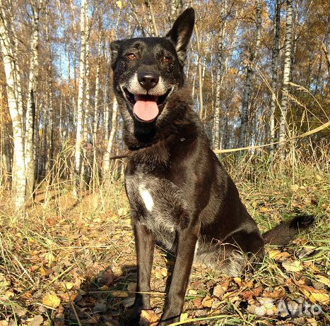 Роскошная Лола: шик, блеск, красота