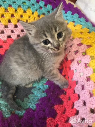 Котенок девочка 2 месяца