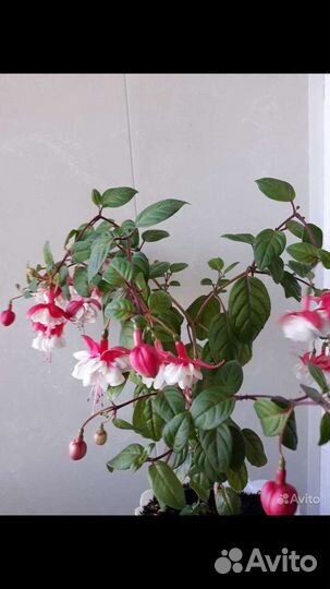 Фуксия сортовая