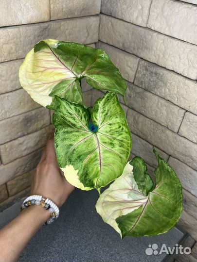 Сингониум орм тонг вариегатный