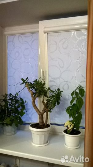 Рулонные шторы