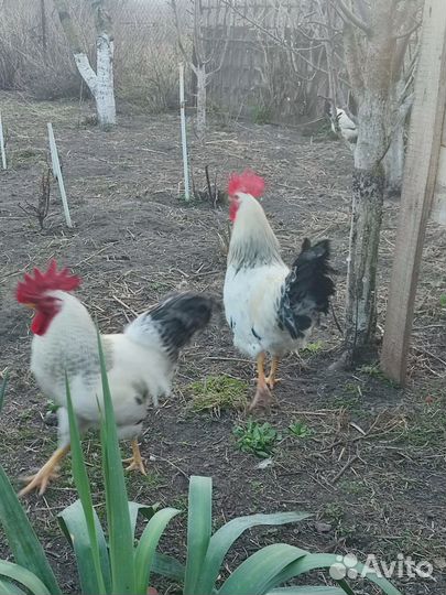 Молодые петухи