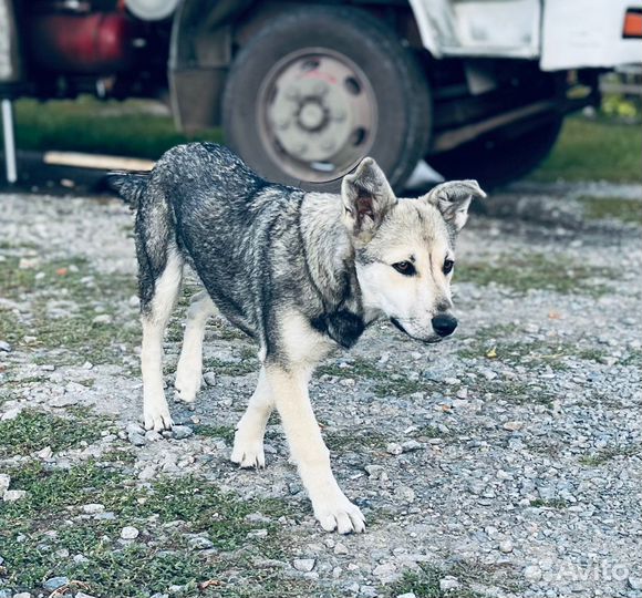 Щенок волчонок