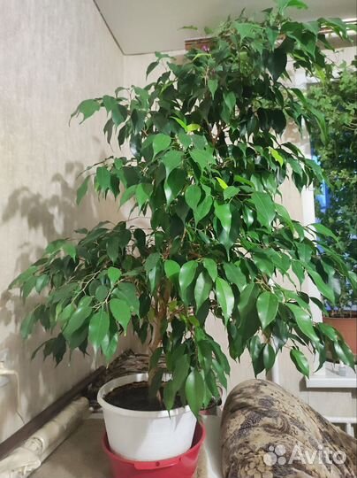 Фикус бенджамина