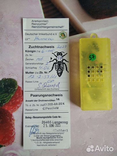 Матки пчелы карника