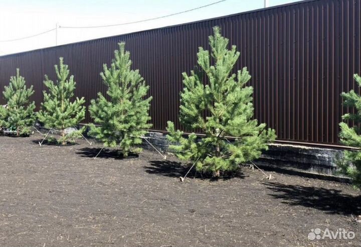 Сосна саженцы от Питомника