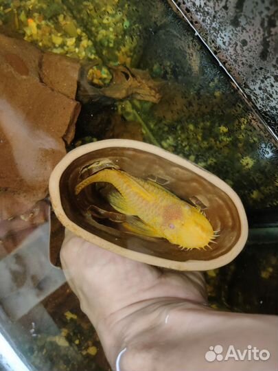 Продам аквариумных рыб