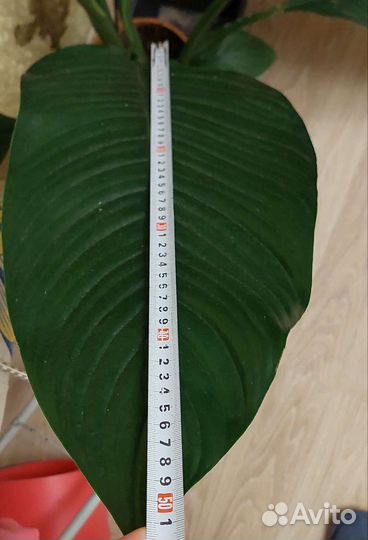 Спатифиллум Сенсация и Шопен