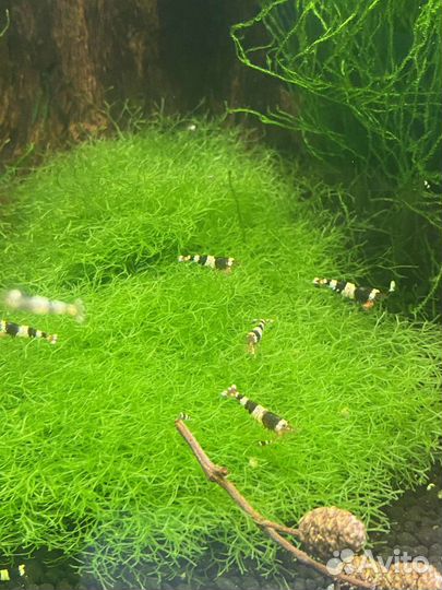 Аквариумные креветки кристалл чёрн, мхи, растения