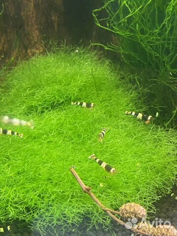 Аквариумные креветки кристалл чёрн, мхи, растения